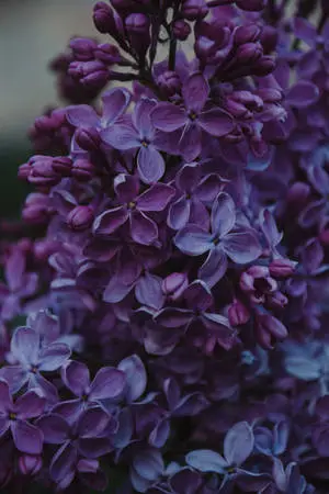 4K iPhone 6 Plus Lilac Flowers