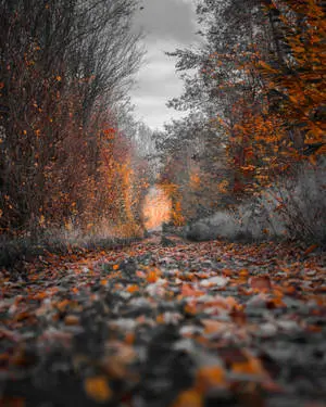 4k IPhone Autumn Gravel Road