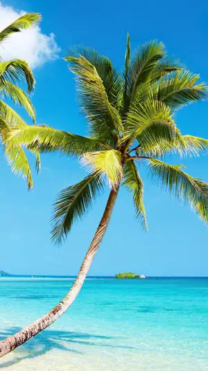 4K iPhone Bent Coconut Tree On Beach