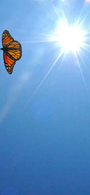 Aesthetic iPhone X Orange Butterfly 