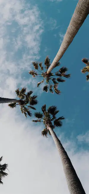 Aesthetic iPhone X Palm Tree