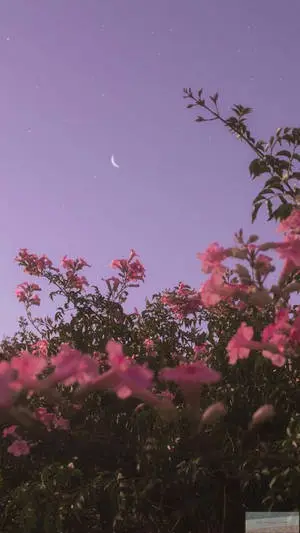 "Admire the serene beauty of the pink flower against the sky, backdrop providing an amazing aesthetic to your iPhone X."