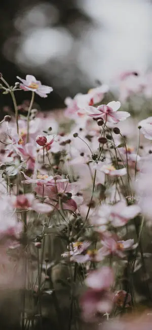 Aesthetic iPhone X Pink Flowers