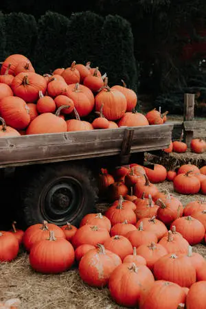 Halloween Aesthetic Pumpkin Iphone Xr