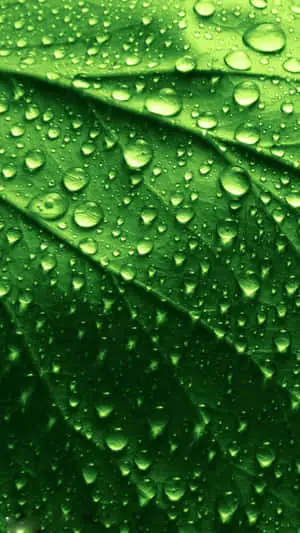 Amazing Iphone 6 Plus Screensaver