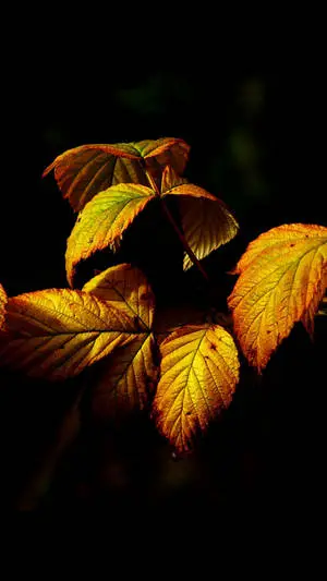 Autumn Leaves Iphone