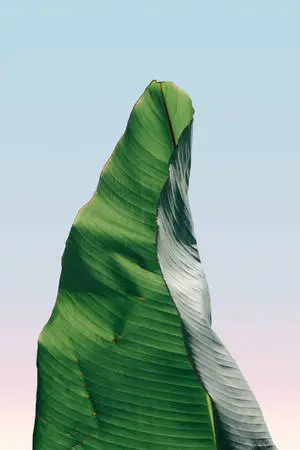 Banana Leaf Against Morning Sky