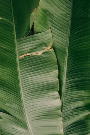 Banana Leaves 4K iPhone 6 Plus