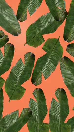Banana Leaves Iphone