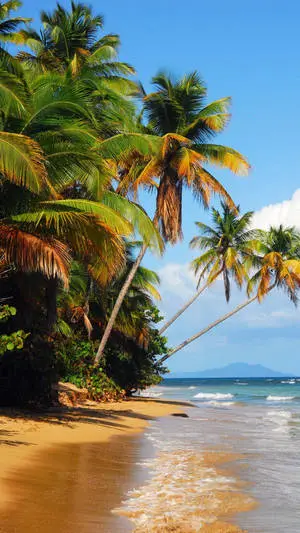 Beach 4K iPhone Bending Coconut Trees