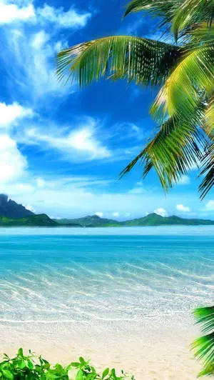Beach 4K iPhone Coconut Leaves In Morning
