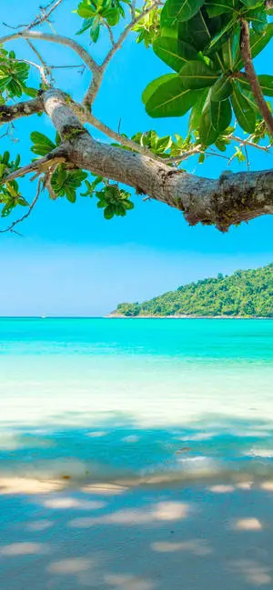 Beach 4K iPhone Tree Branch