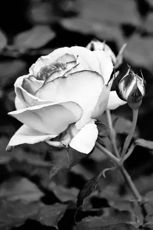 Beautiful IPhone Black White Rose
