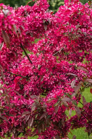 Beautiful IPhone Red Flowers