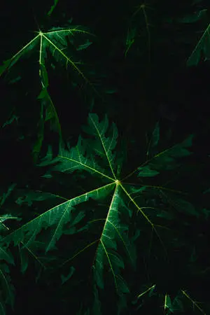 Big Dark Leaves Iphone