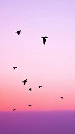 "Silhouette of Birds Flying at a Sunset" 