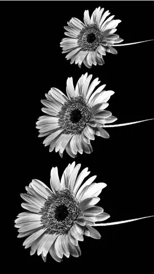 Black And White iPhone Daisy In Sizes 