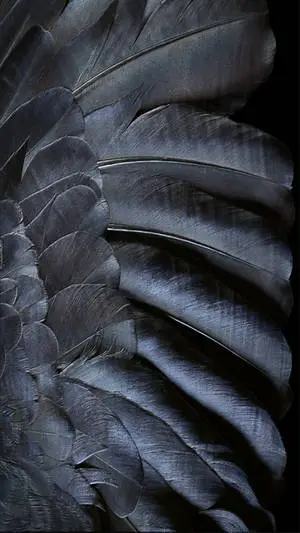Black Feather iOS Default