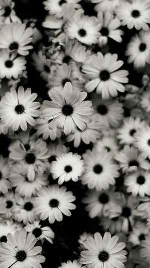 Black White iPhone Daisies