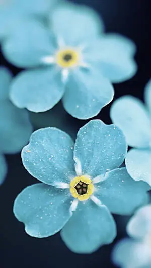 Blue Petaled Flower Iphone
