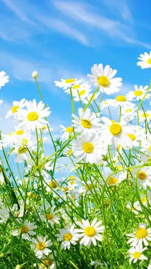 Bright Daisies Spring iPhone