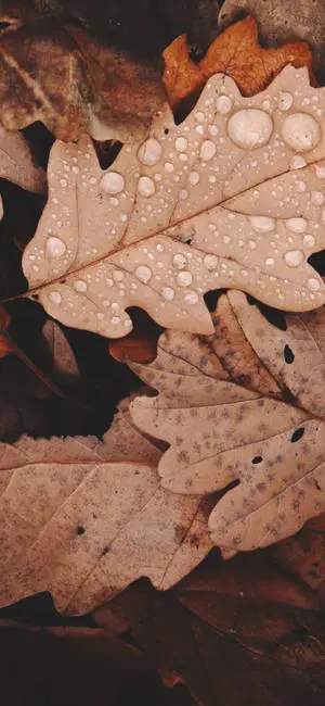 Brown Auburn Autumn Leaves Top iPhone HD