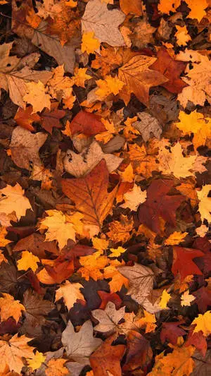 Bunch Of Maple Leaves Fall IPhone