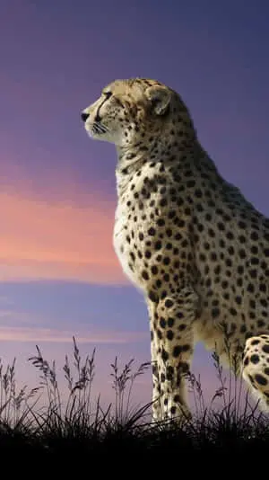 Asiatic Cheetah Iphone Majestic Sit