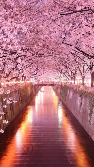 Enjoy the Japanese sakura trees under the arch on your iPhone