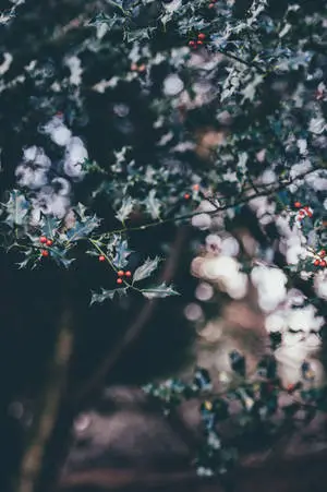 Decorate your iPhone this holiday season with this festive holly tree branch image