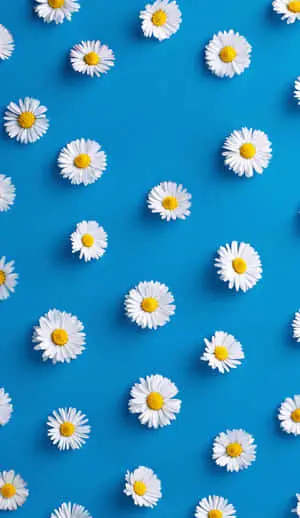 a blue background with white daisies on it