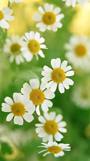 Few Small Daisies Background