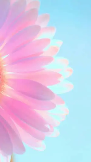 Daisy Flower Purple Pastel iPhone
