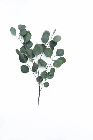 Dark Green Eucalyptus Branch