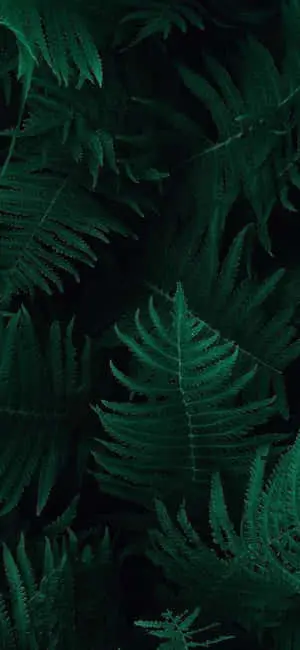 Dark Green iPhone Tropical Fern Leaves