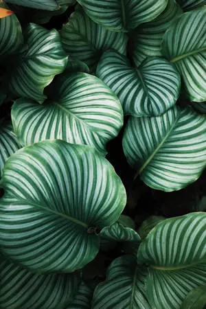 Dark Green Monstera Leaves