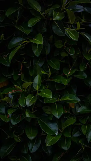Dim Light Leaves Iphone