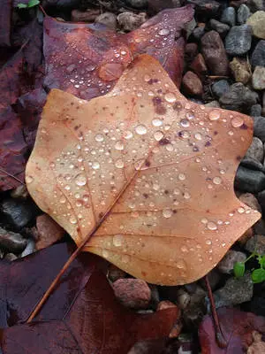 Dried Leaves Iphone 11 Pro 4k