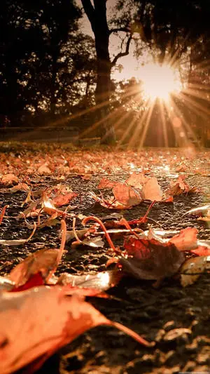 Dried Leaves Nature Iphone