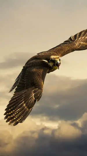 Eagle Flying High Iphone