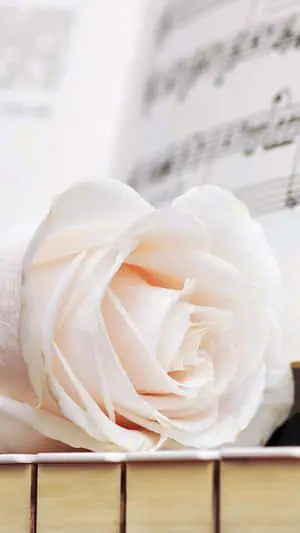 Elegant iPhone White Rose Close Up Shot