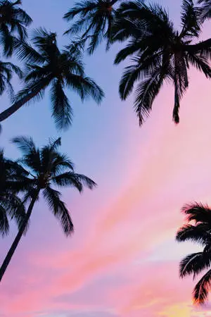 Enthralling View of Palm Trees under the Serene Sky