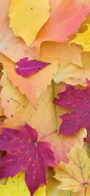Pastel-Colored Fall Leaves Iphone