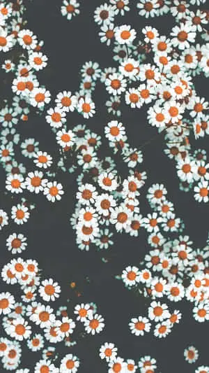 a white and orange flower pattern on a black background