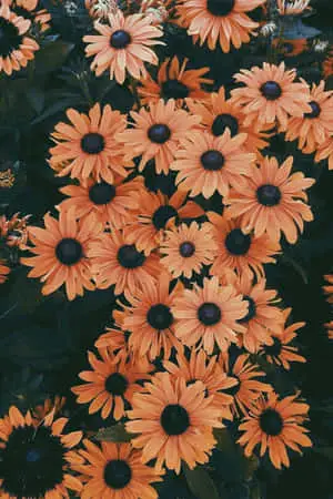 a bunch of orange flowers