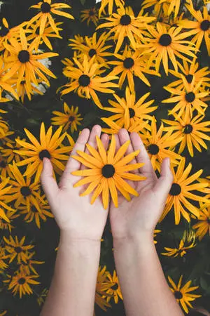 Flower In Hand Yellow HD iPhone