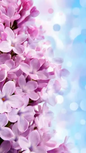 Make a colorful statement with this beautiful flower iPhone background
