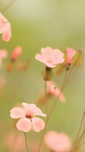 "Beautiful flower wallpapers to customize your Iphone" 