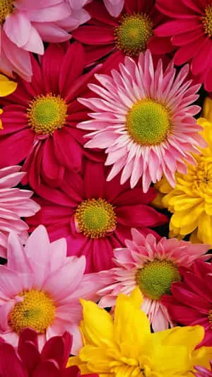 A beautiful field of blooming flowers adds a touch of nature to your device