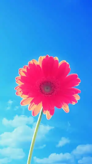 "Brighten any day with this floral iPhone wallpaper!"